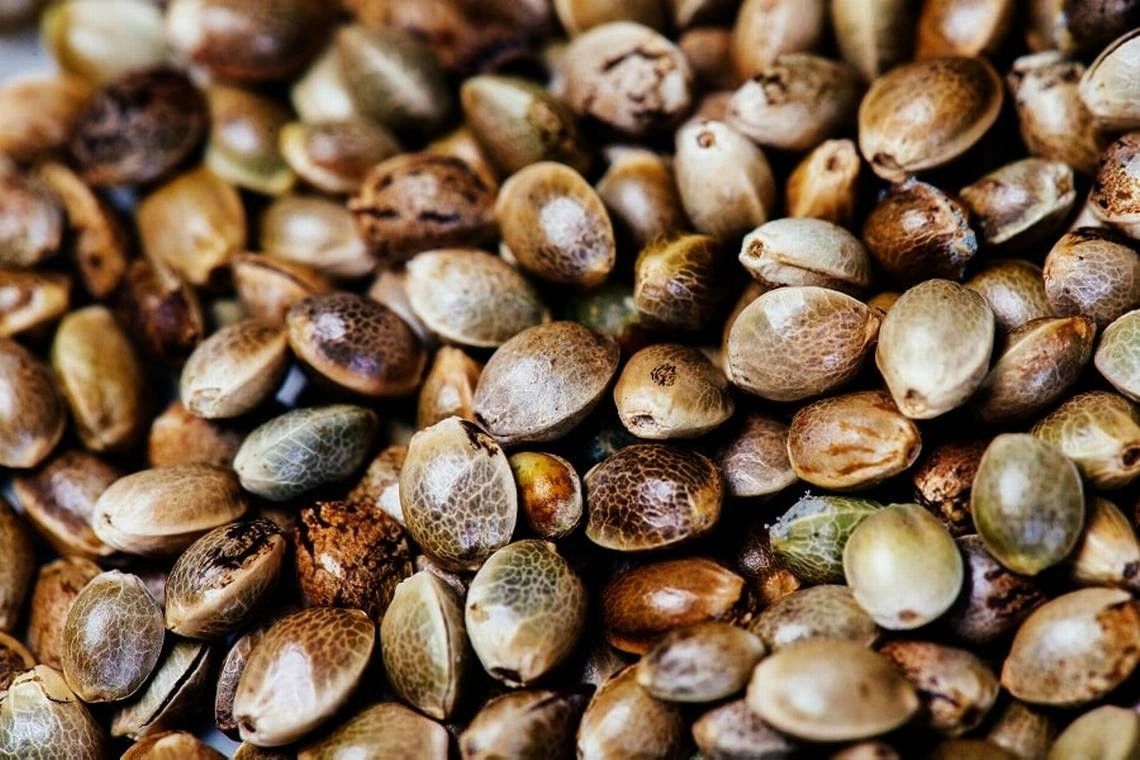 Seed Bank